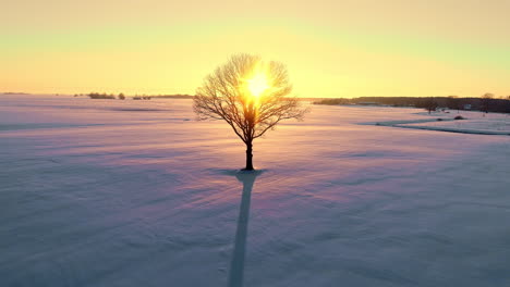 árbol solitario sin hojas en un prado invernal cubierto de nieve, retroiluminado por un rayo de sol