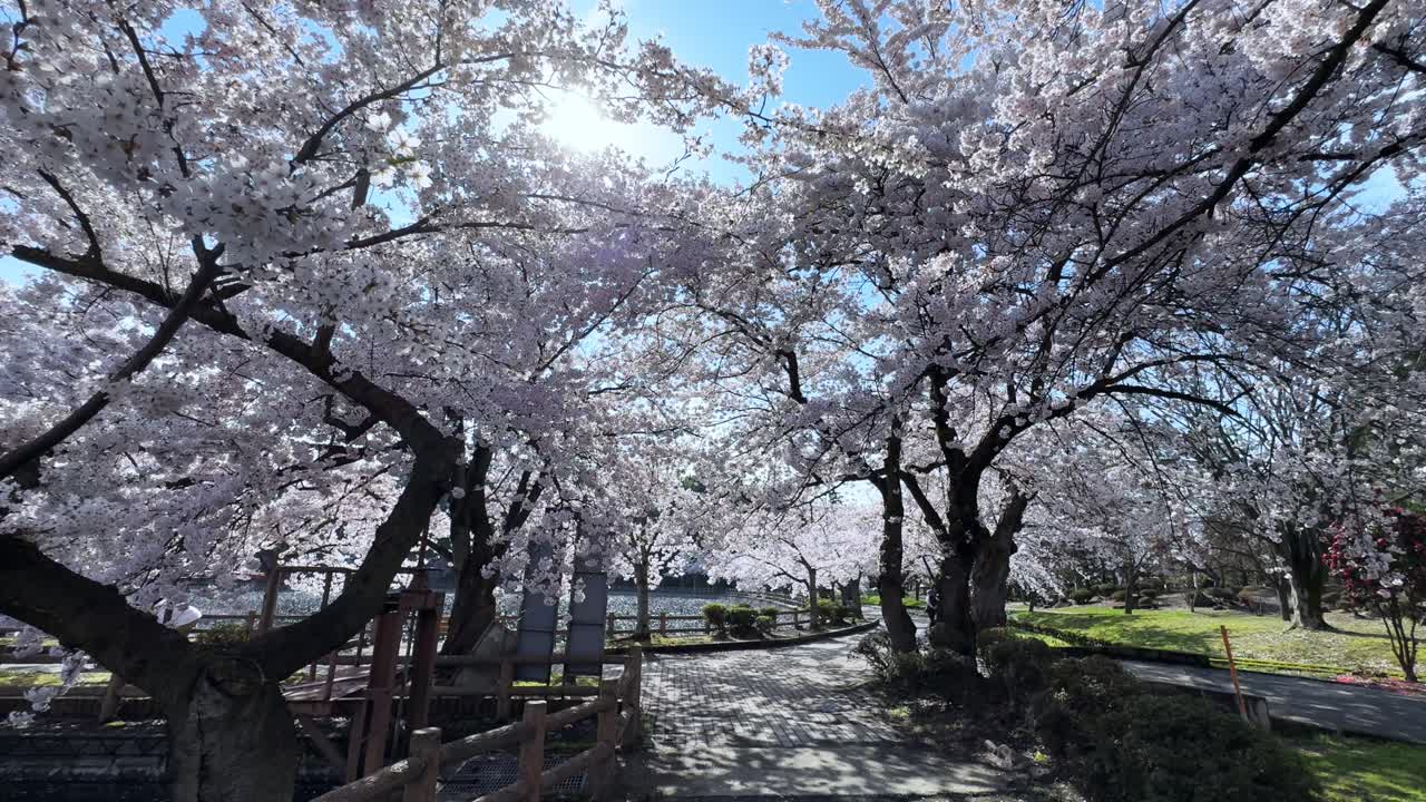 Cherry blossoms in full bloom over a sunlit path at Sakura Park in Aomori, Japan