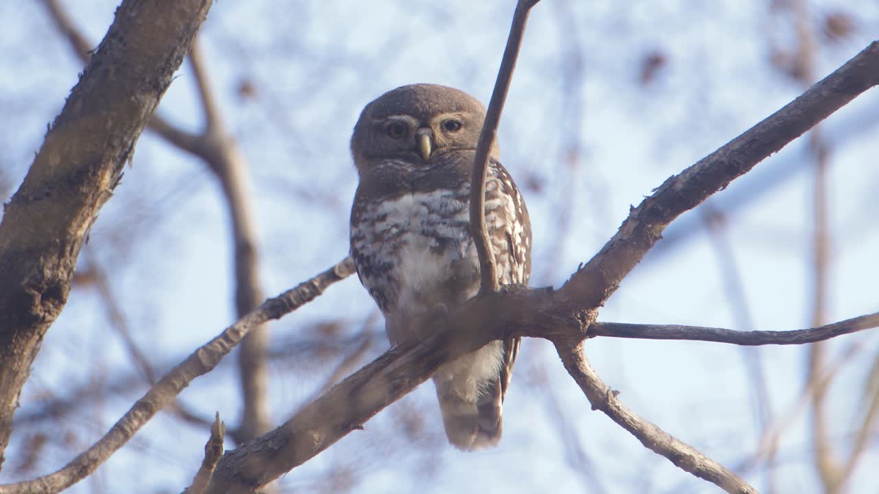Sehr seltener Blewittkauz hoch oben auf einem Baum thronend