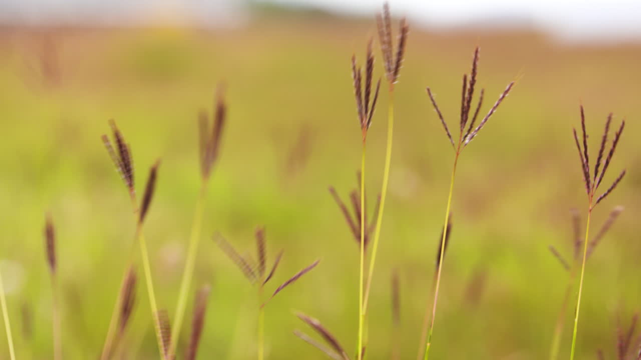 ramitas de hierba que se balancean en el campo