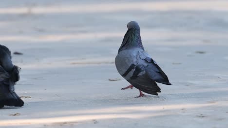 secuencia de palomas caminando y girando