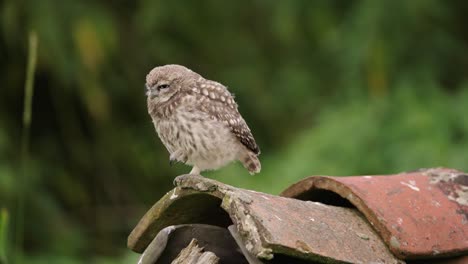 Owl-scratching-its-head-and-cleaning-its-feathers,-closeup-static