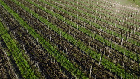 aerial view of grapes growing in the vineyards on a sunny spring day in buzet, croatia