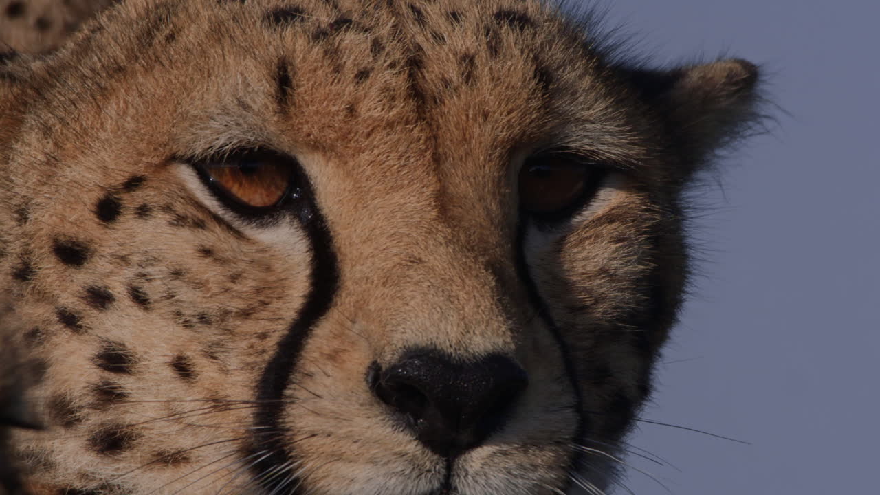 Close-up of a Cheetah's Face Blinking