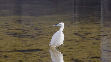 white little egret looking around on a river pond - slow-motion