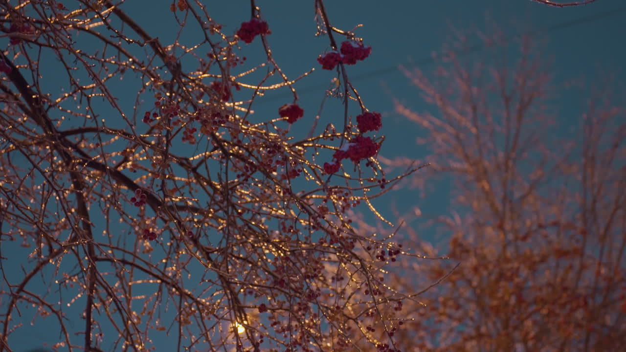 얼음과 은 열매로 장식 된 나무 가지는 황금빛 아래 반이고, 은 파란 하늘을 배경으로 평온한 겨울 장면을 만들고, 생생한 빨간 열매와 반이는 얼음의 대조를 만니다.