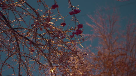 tree branches adorned with frost and red berries sparkle under golden light, creating a serene winter scene against a clear blue sky, with contrast of vivid red berries and shimmering frost