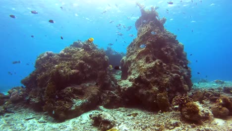 Escuela-De-Sargento-Indopacífico-Y-Peces-Tropicales-Nadando-Alrededor-De-La-Formación-Rocosa-De-Arrecifes-De-Coral