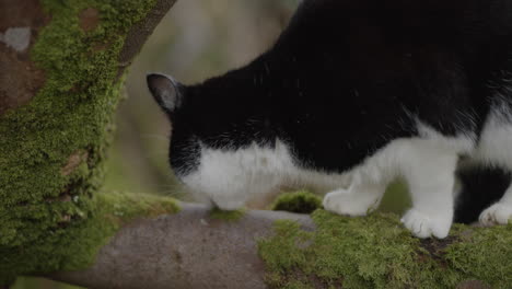 cute cat balancing on tree branch and biting at moss