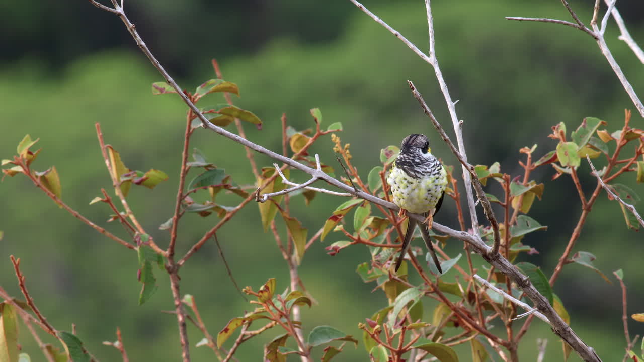 멸종 위기에 처한 카쿠파 코팅가 (palachupa cotinga) 산악 숲, 정글, 포크 리, 리 리 코팅가, 남아메리카