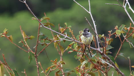 exótico en peligro de extinción palkachupa cotinga pájaro en la selva de montaña cola de tenedor, cotinga de cola de golondrina, américa del sur, impresionante,