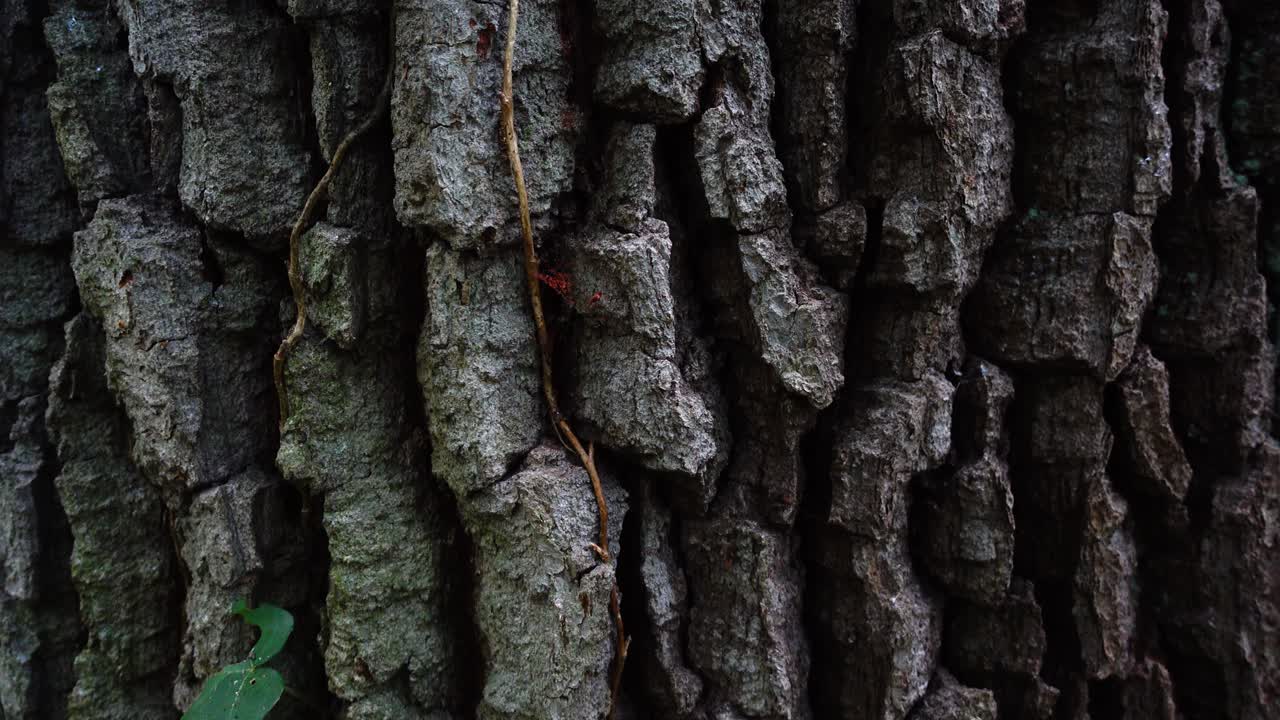 Trunk of a huge tree. Tree bark shooting in the forest