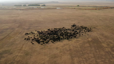 Aerial-View-Of-A-Large-Herd-Of-Cattle-Pastured-Back-Home-In-Kayseri,-Cappadocia-Turkey