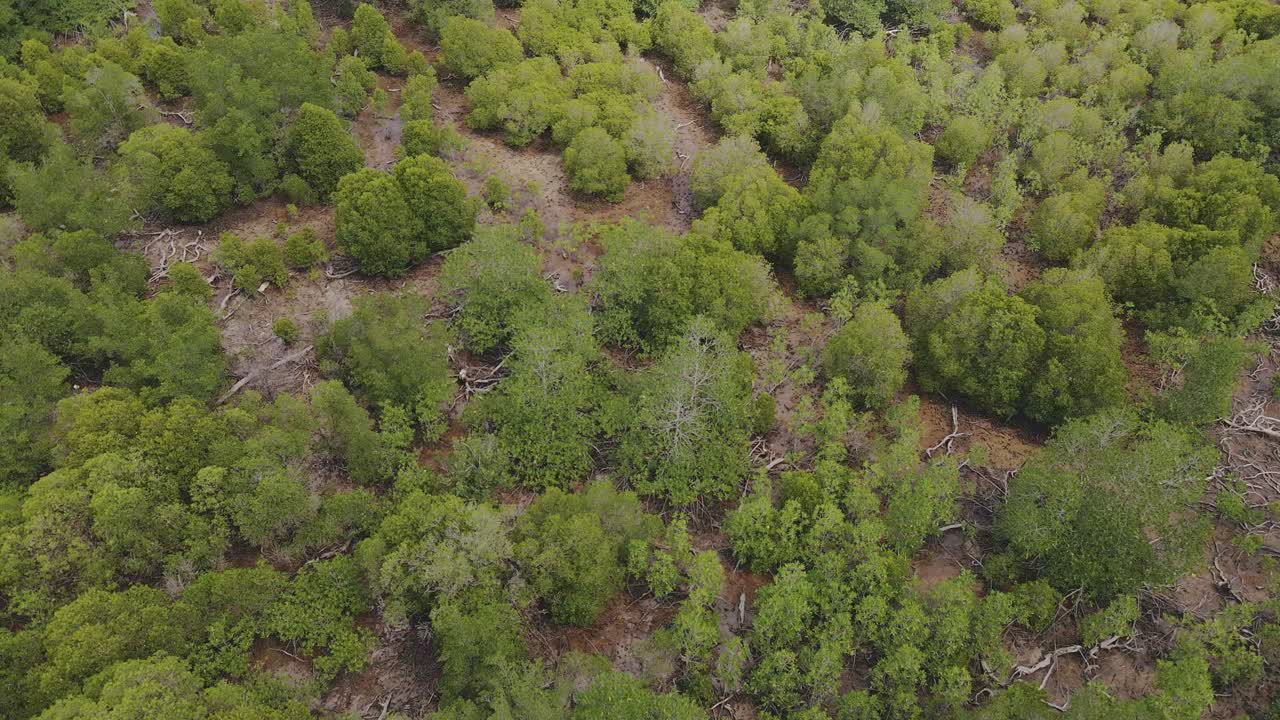 Aerial drone slow dolly shot of a mangrove forest