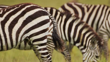 Herd-of-Zebras-close-up-details-grazing-on-grasses-of-lush-African-savannah,-Wildlife-in-Maasai-Mara-National-Reserve,-Kenya,-Africa-Safari-Animals-in-Masai-Mara-North-Conservancy