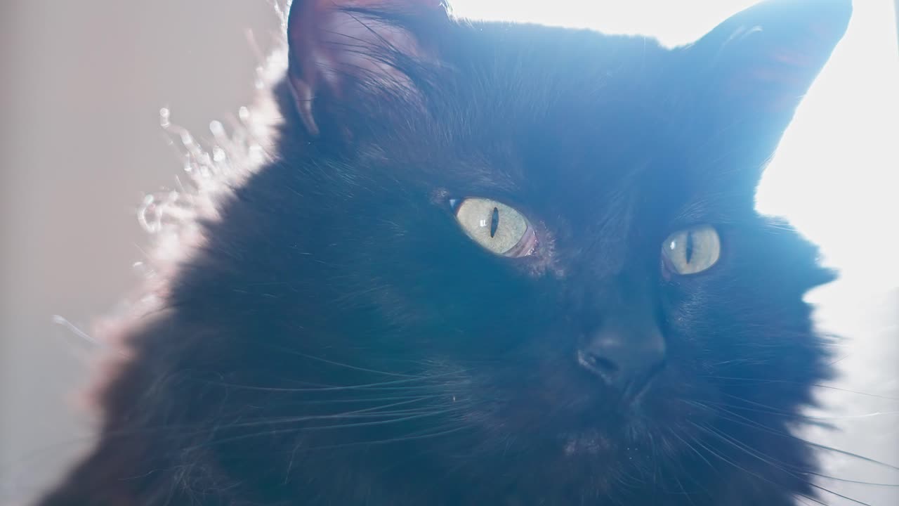 Rekaman close-up genggam kucing hitam yang menatap dalam gerakan lambat