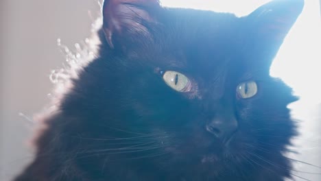 Handheld-close-up-shot-of-black-cat-staring-in-slow-motion