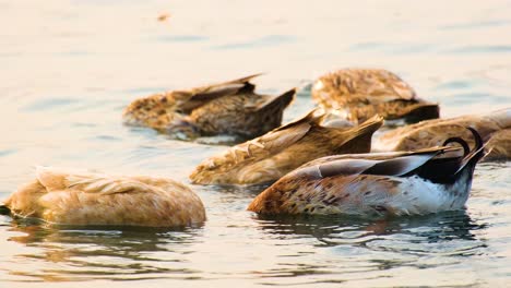 indian runner ducks floating on water