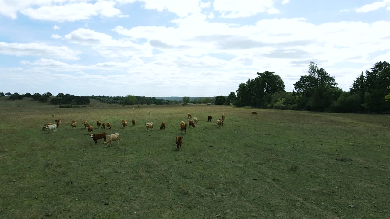 antena 4k de algunas vacas comiendo hierba en un campo verde