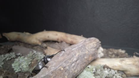 video of a mexican hercules beetle in a branch