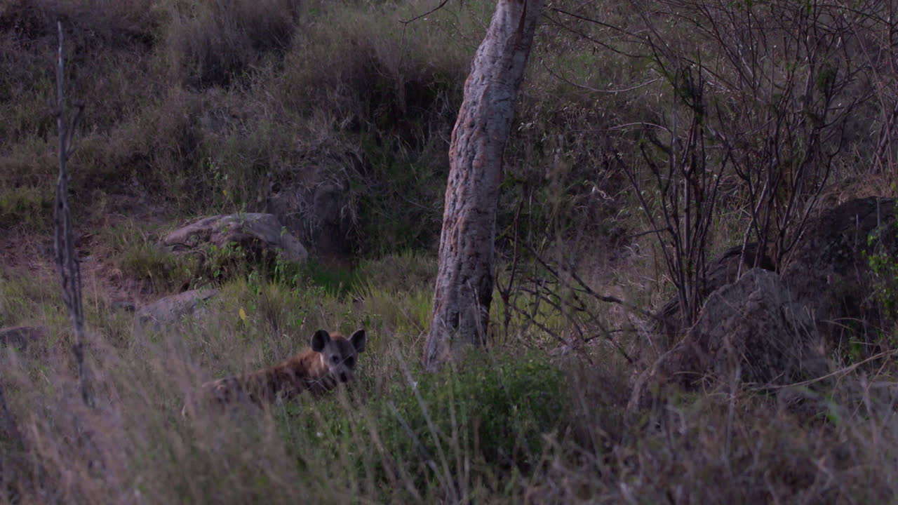 Spotted Hyena standing alert beneath a tree in savannah