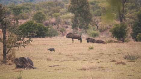 Gallina-De-Guinea-Con-Casco-Caminando-En-La-Sabana-Entre-ñus-Descansando