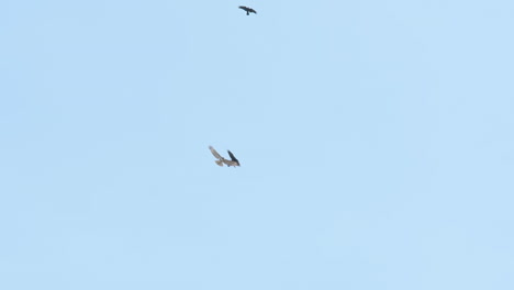 Wide-shot-of-three-crows-chasing-after-and-dive-bombing-a-hawk-in-slow-motion