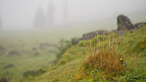 misty meadow: a serene landscape