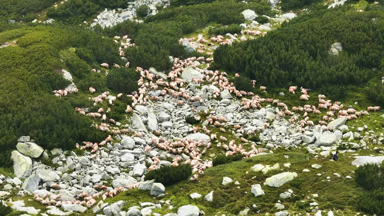 Aerial View of a Large Flock of Sheep Grazing in the Mountains