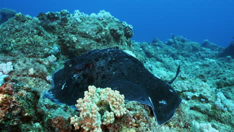 a beautiful round ribbontail ray relaxes on the rocky ocean floor with its gills pumping water in and out