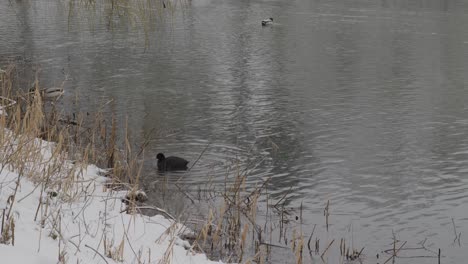 eurasian coot looking for food in the water