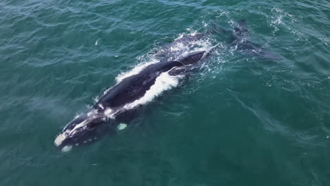 ballena franca con cría recién nacida en aguas costeras de hermanus