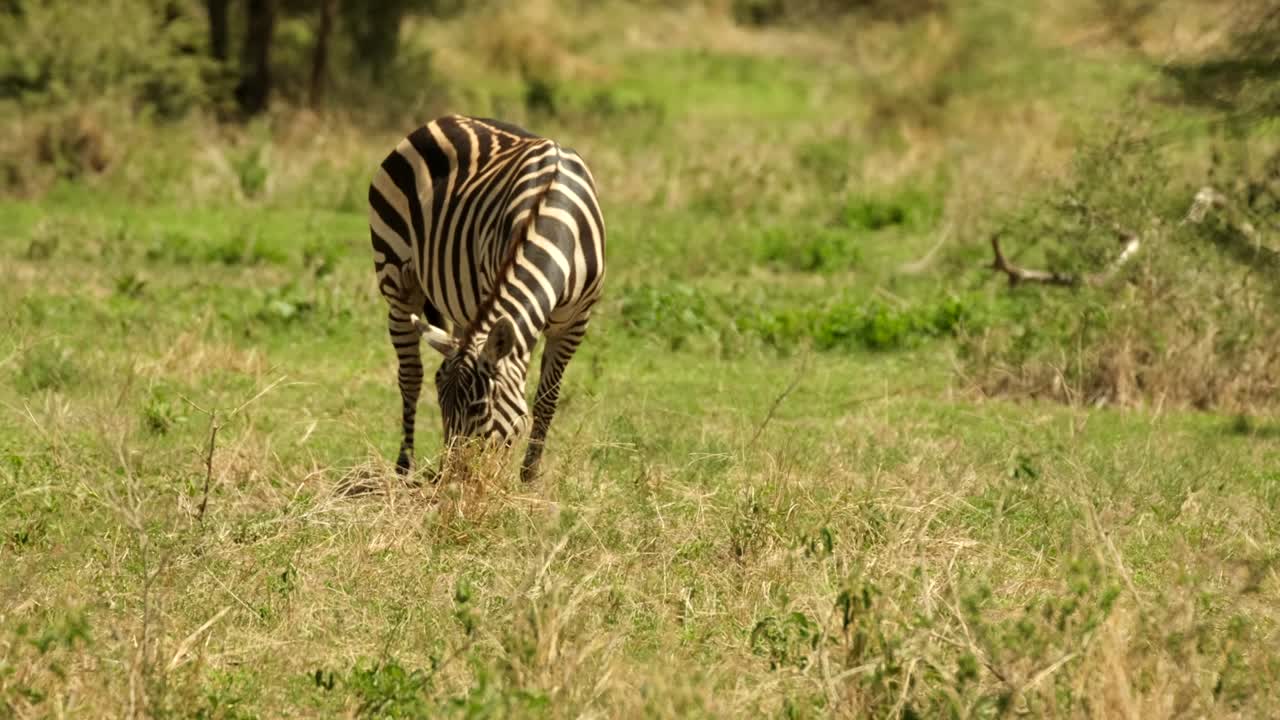Una zebra ingenua e spensierata mastica serenamente l'erba in una savana