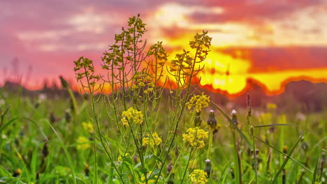 Primer-Plano-De-Flores-Amarillas-En-Plena-Floración-Sobre-Verdes-Praderas-En-Una-Noche-Nublada