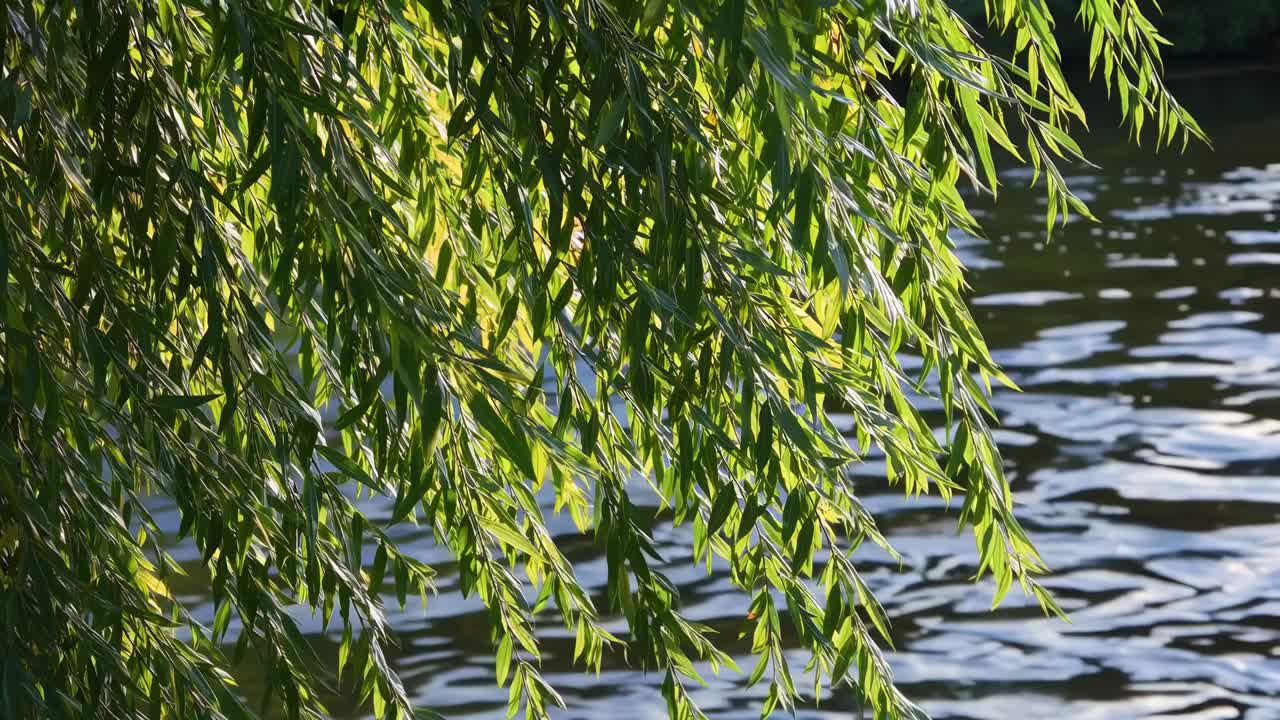 Close-up, eye-level shot of sunlit willow branches over a rippling river, creating a serene, natural