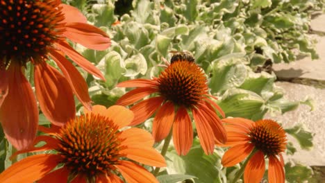 Filmische-Bewegung-In-Richtung-Von-Herumfliegenden-Bienen-Und-Bestäubenden-Orangefarbenen-Helenien-Im-Frühling