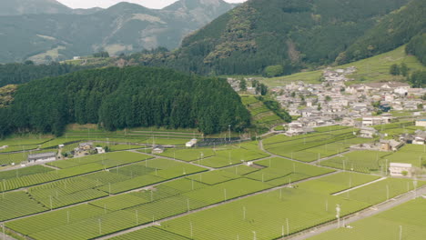 Vista-Aérea-De-La-Granja-De-Té-Verde-Cerca-Del-Pueblo-Y-El-Bosque-Siempreverde-En-Kawane,-Shizuoka,-Japón