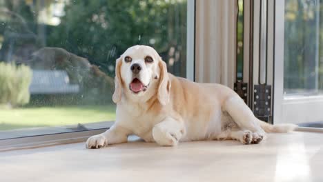 close up of dog lying on floor at sunny home, slow motion