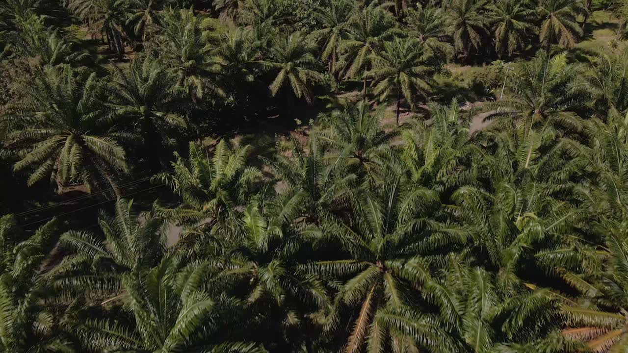 Gigantic, commercial palm oil plantation with a mountain backdrop underneath a cloudy sky