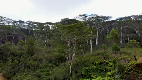 Vista-Aérea-De-Drones-Que-Se-Eleva-Sobre-Helechos-Verdes-Y-árboles-Forestales-En-El-Entorno-Natural-De-Una-Remota-Isla-Tropical-En-El-Destino-Del-Sudeste-Asiático