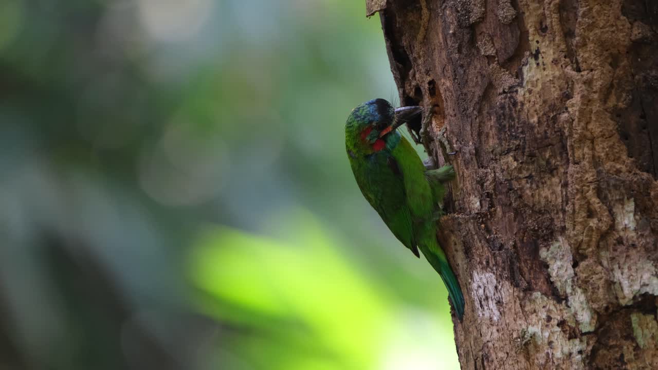 mira hacia la izquierda y luego comienza a cavar como necesita para hacerlo lo suficientemente profundo como un nido mientras que ocasionalmente se detiene a descansar, barbet de orejas azules psilopogon cyanotis, tailandia