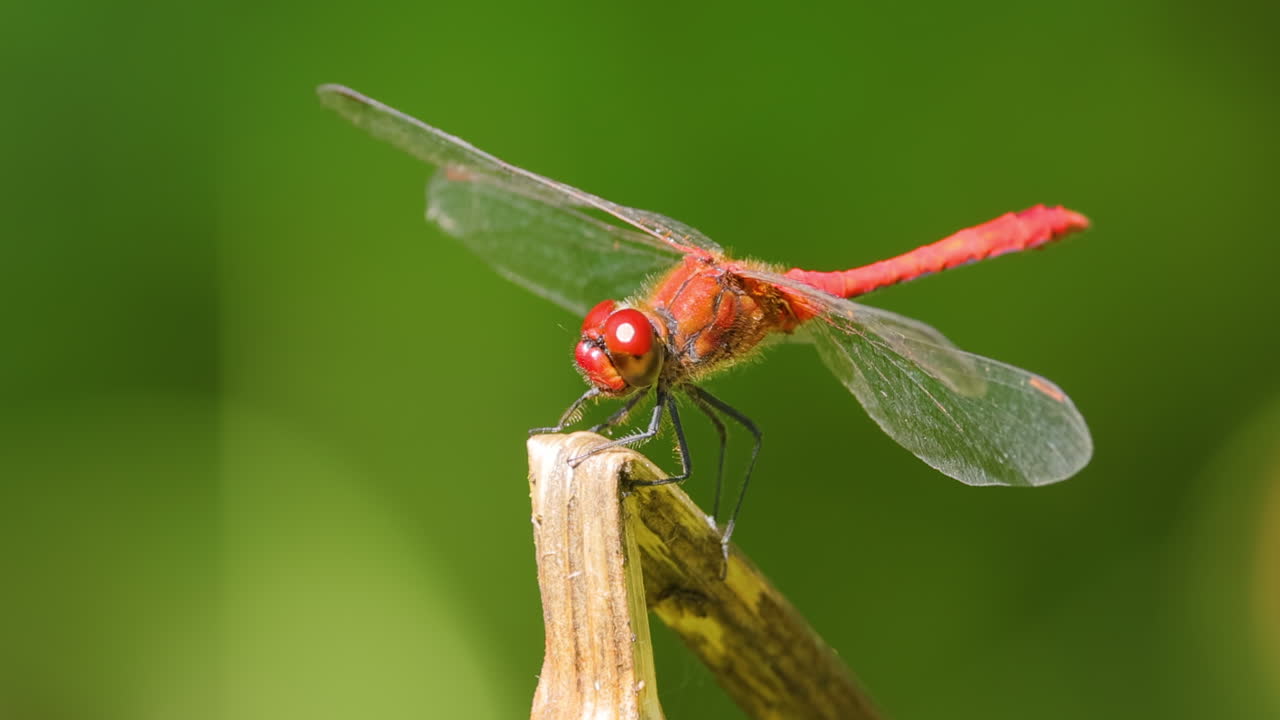 la libélula escarlata (crocothemis erythraea) es una especie de libélula de la familia libellulidae. sus nombres comunes incluyen escarlata ancha, darter escarlata común.