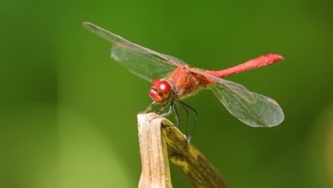 scarlet dragonfly (crocothemis erythraea) is a species of dragonfly in the family libellulidae. its common names include broad scarlet, common scarlet darter.