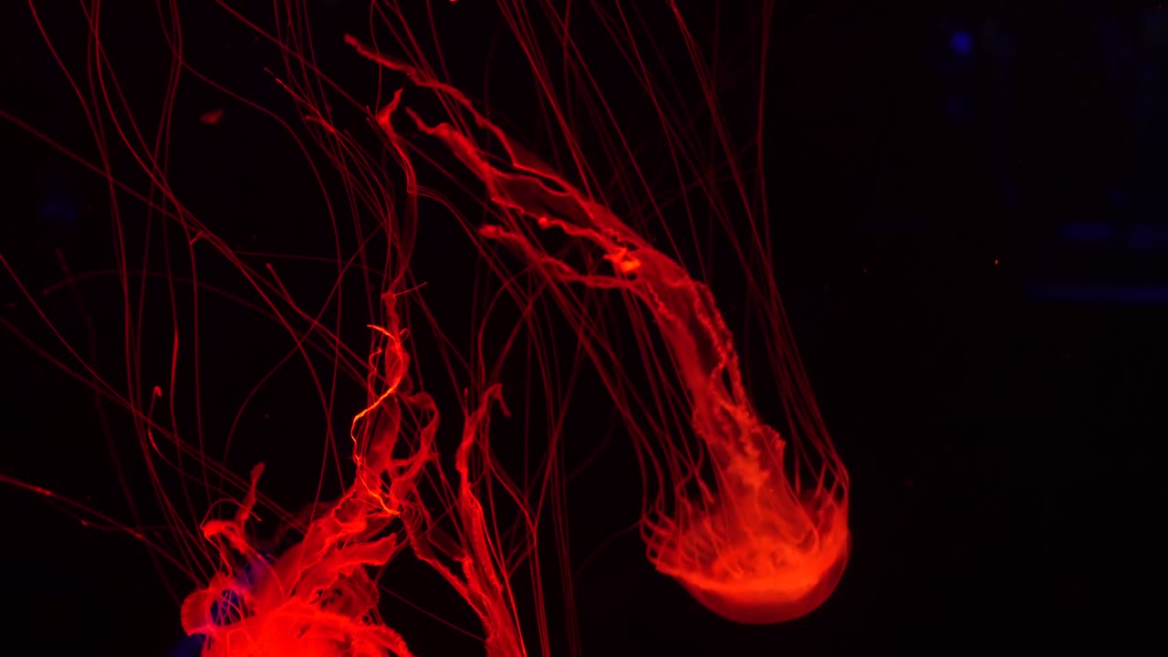 brillante vibrante medusa fluorescente brilla bajo el agua, neón oscuro dinámico pulsante ultravioleta borroso fondo en bucle sin costuras. fantasía hipnótica mística danza pcychedélica. medusa cósmica fosforescente