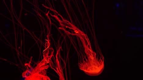 brillante vibrante medusa fluorescente brilla bajo el agua, neón oscuro dinámico pulsante ultravioleta borroso fondo en bucle sin costuras. fantasía hipnótica mística danza pcychedélica. medusa cósmica fosforescente