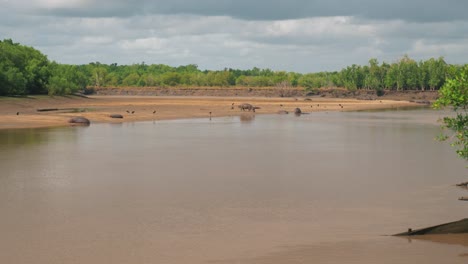 Toma-Estática-De-Un-Grupo-De-Hipopótamos-Relajándose-En-El-Río-Fangoso-Y-En-Tierra-En-Un-Caluroso-Día-Nublado-De-Verano-En-África