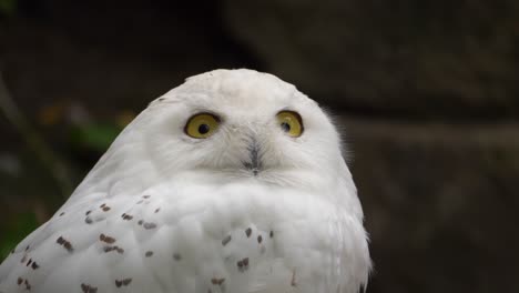 close-up of a snowy owl staring into the camera with beautiful bright yellow eyes