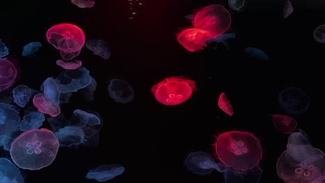 mesmerizing jellyfish gently float in the dark waters, glowing softly in the dim light