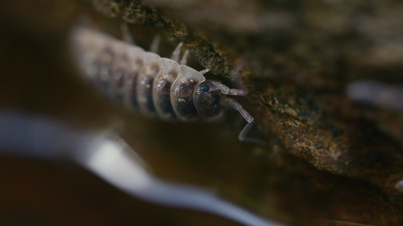 Two woodlice meet on rock next to water, macro. Oniscus asellus; common woodlouse; Isopoda
