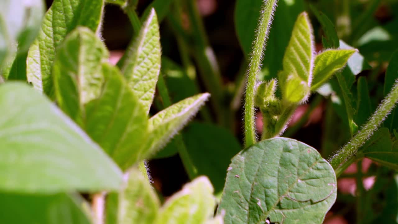 Soybean plants with flowers on cultivated soybean field